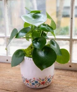 Natural Life Ceramic Planter