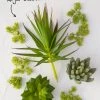 Natural Life HOME & LIVING Faux Succulent Bundle