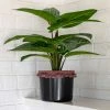 Natural Life Back In Stock Small Potted Faux Plant 1 Natural Life Back In Stock Small Potted Faux Plant